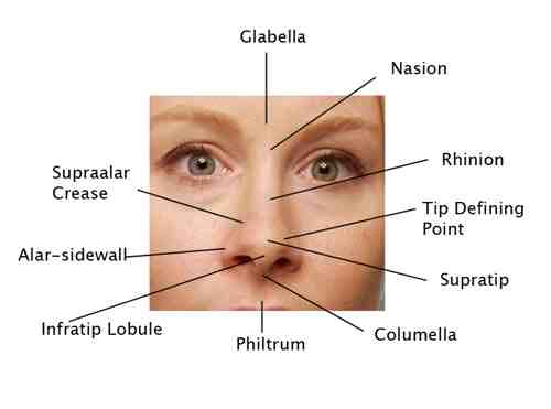 Facial Anatomy | Plastic Surgery Beverly Hills | LidLift